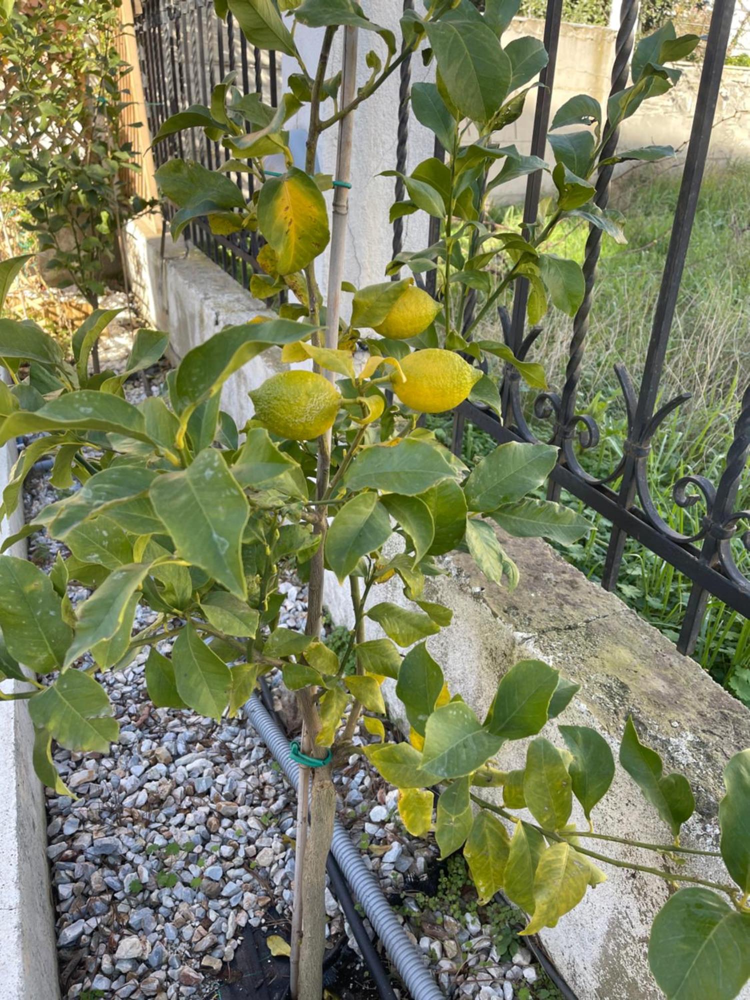 Nikiti Palataki Villa Buitenkant foto